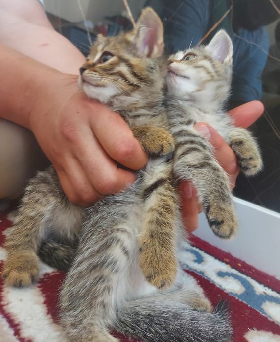 Шотландские котята девочки