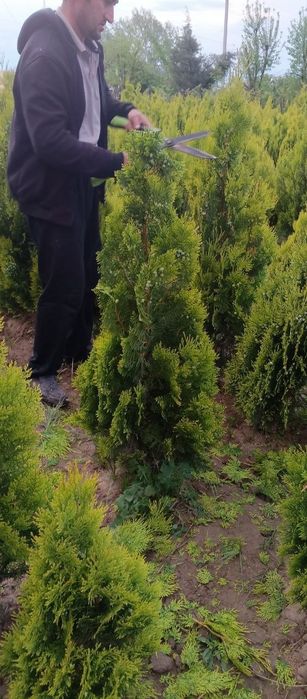 Туя голд италянски сорт ранги товланади