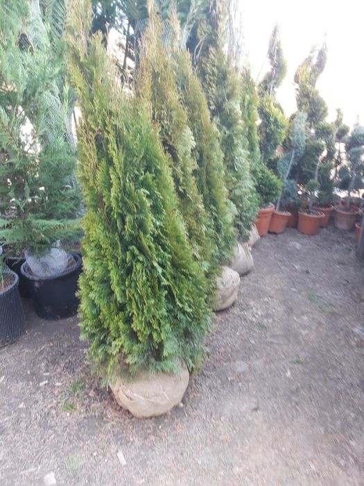 Vand tuia,magnolia,pin,gard viu,mesteacan etc