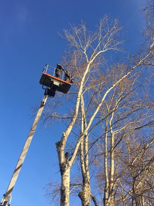 Спил деревьев Алматы