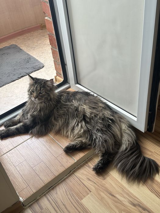 Кошка Мейнкун 23000