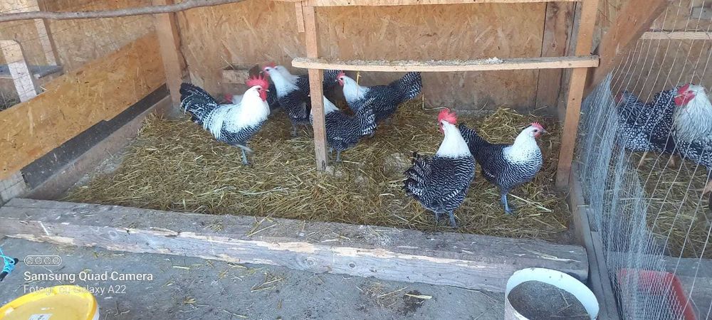 Oua de incubat găini de rasă