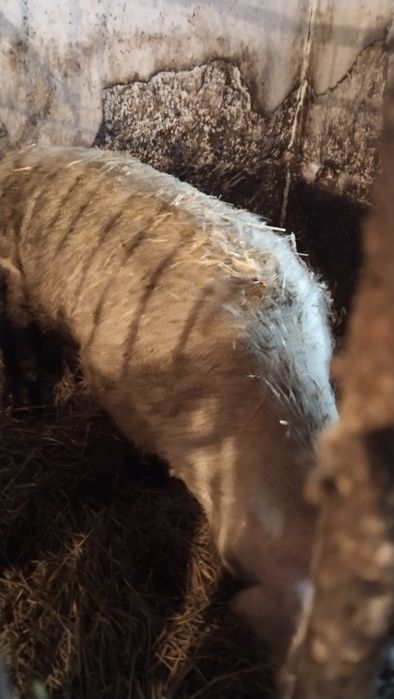 Кабан, осеменитель,хряк.