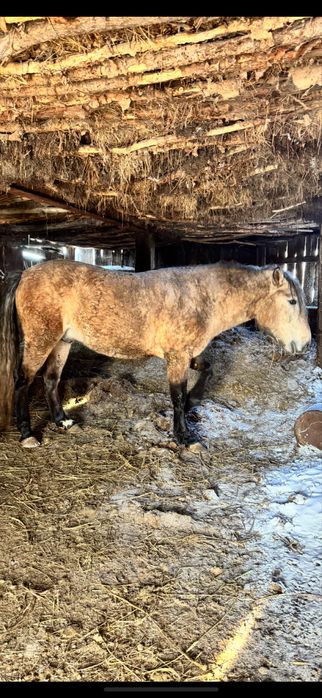 Продам лошадь жылкы Соғым откорм