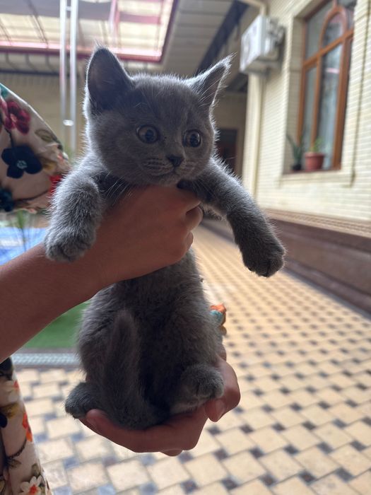 Продаются чистокровные котята от правильной вязки.
Вислоухие фолды