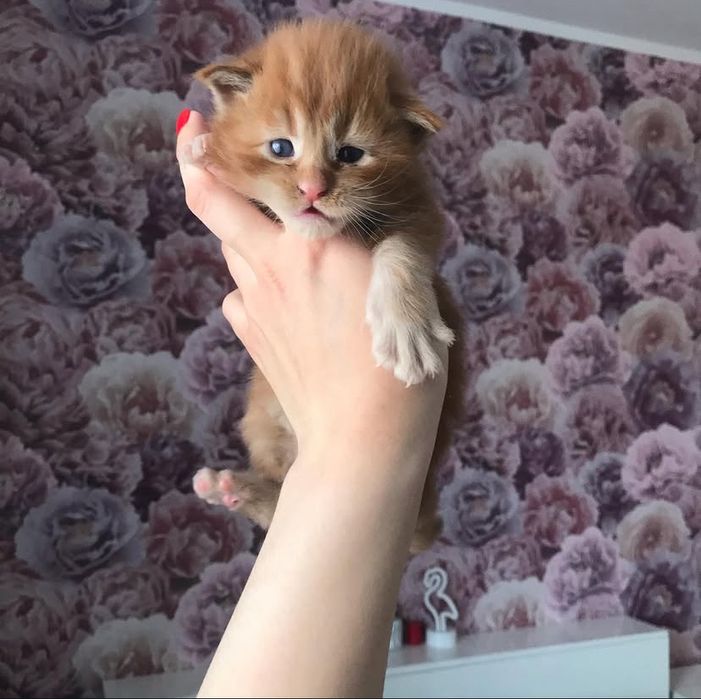 Котята Мейн-куны