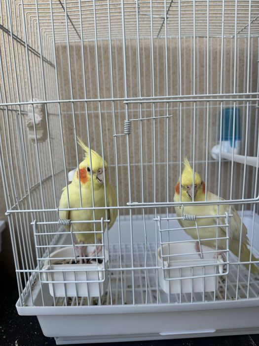 Продаются Кореллы