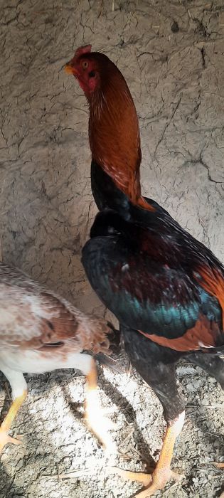 Xuroz sotiladi zoti toza