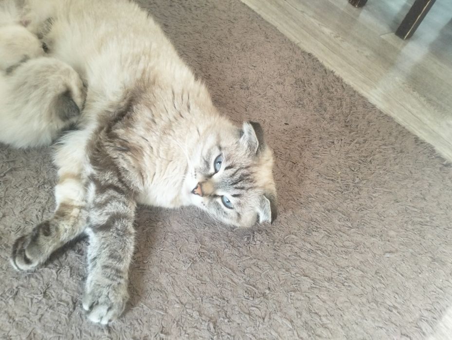 Котята ,кошки, веслоухие