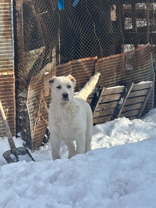 Щенки алабай 3.5 мес