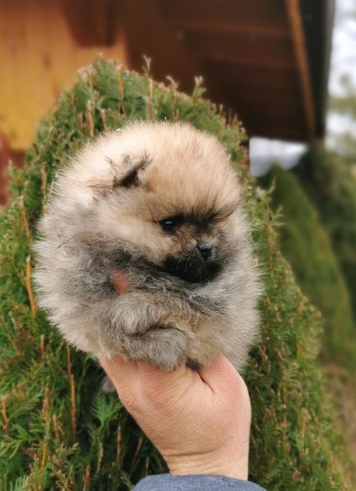 Померан мини