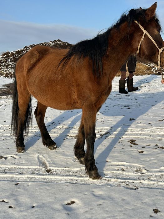 Бие сауын сауын бие кобала буаз бие