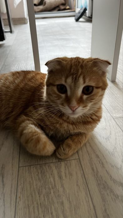 Вислоухи Шотландский котик
