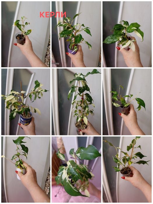 Фикусы Бенджамина,продажа