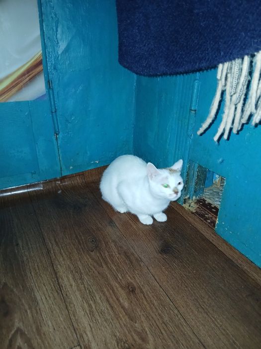 Дарю молодую кошечку