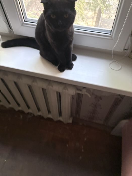 Отдам бенгала кота