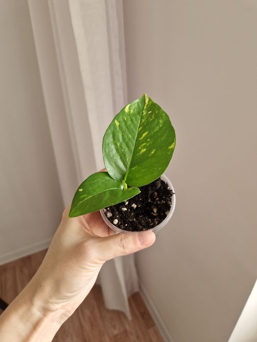 Эпипремнум золотистый от 500 тг