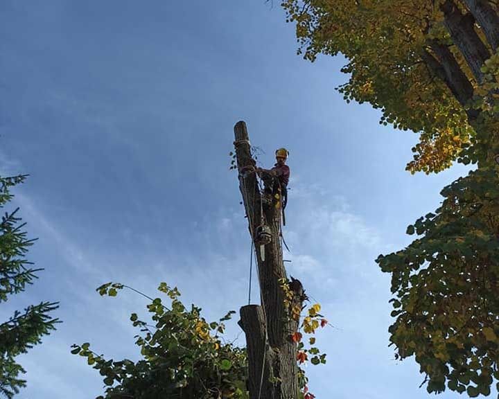 Рязане на опасни дървета,услуги с автовишка