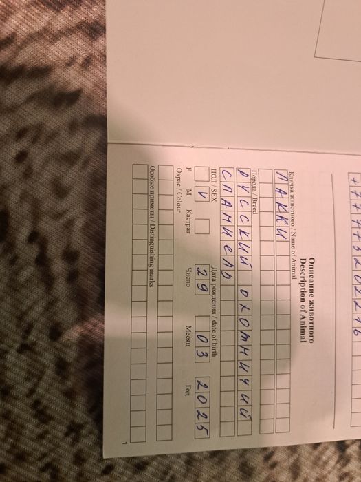 Руский  Спаниель