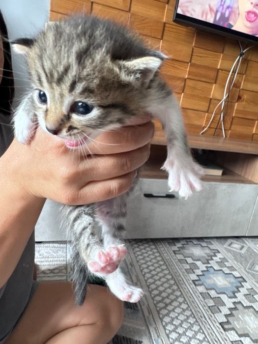 Отдам котят красивых и милых