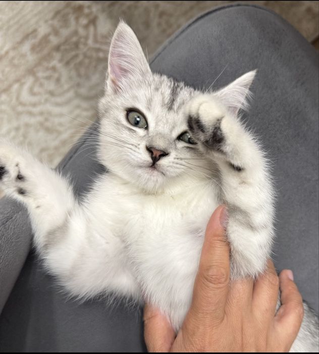 Продам котенка скоттиш страйт