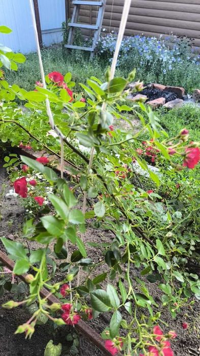 продам шикарный дом