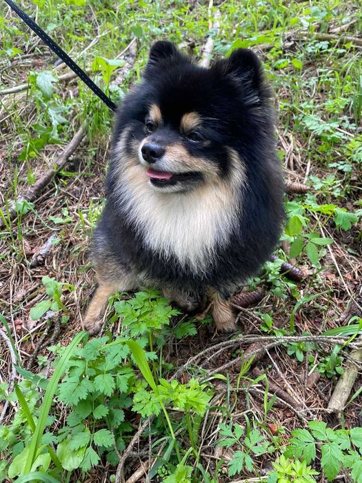 Вязка Немецкий Цверг Шпиц мальчик.