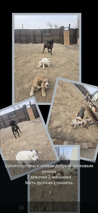 Отдам собаку руский спаниель девочка и два шенка