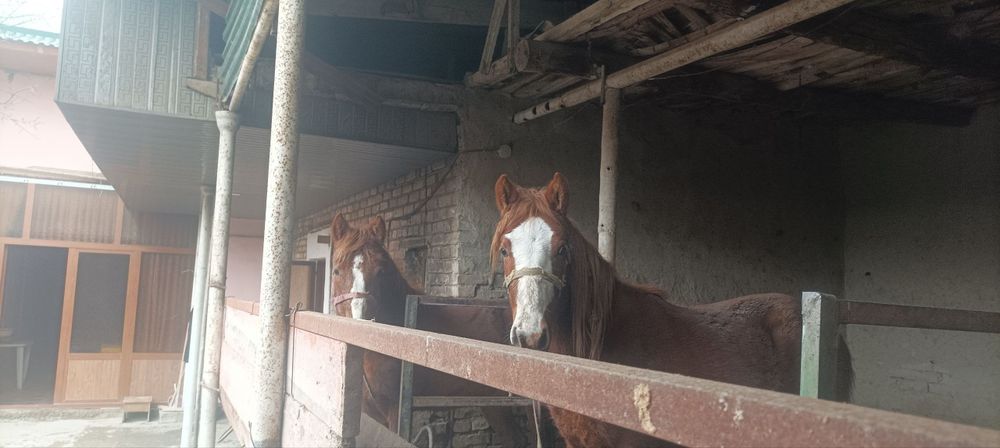 Toylar sotiladi bitasi nar bitasi moda