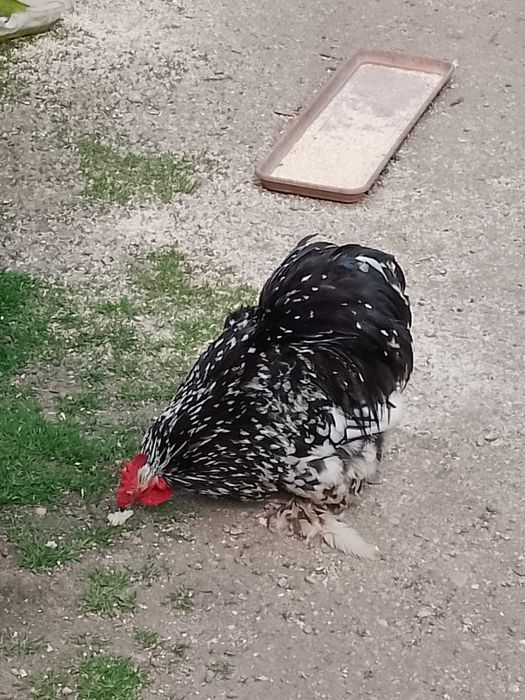 Porumbei voltați de vânzare