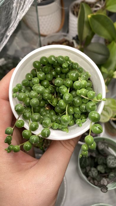 Продам крестовник Роули
