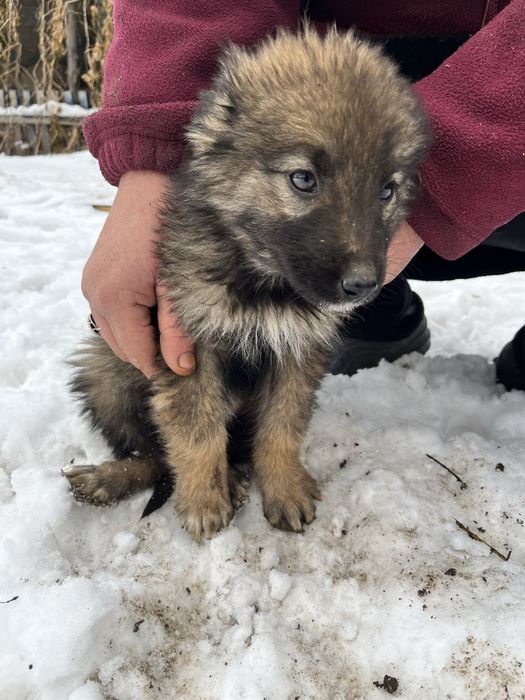 Щенки девочки отдам