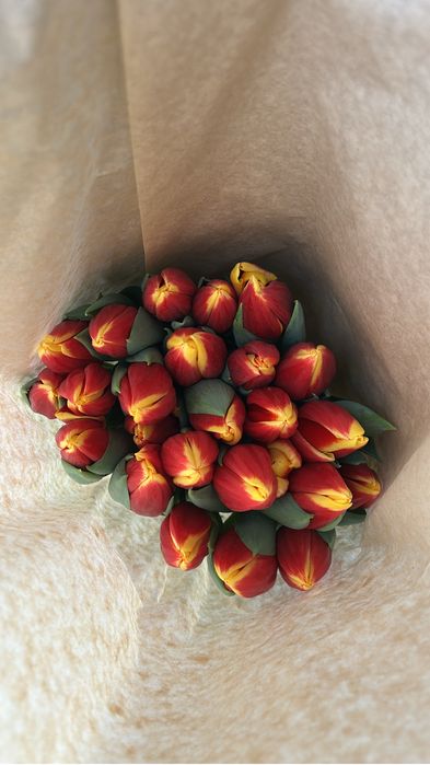 Голландские тюльпаны оптом