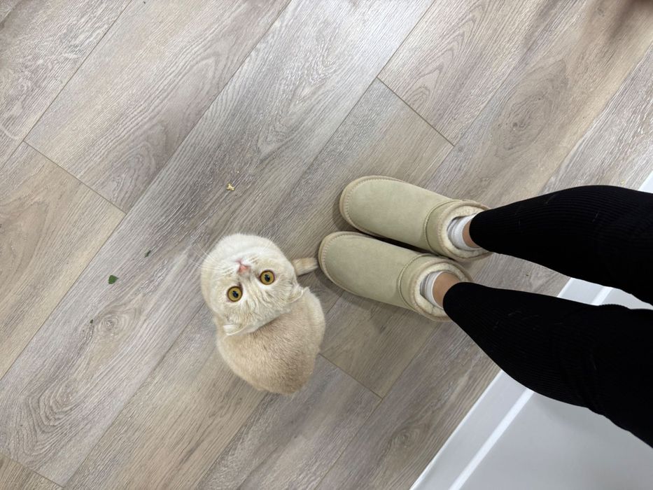 Кот вислоухий 1 год