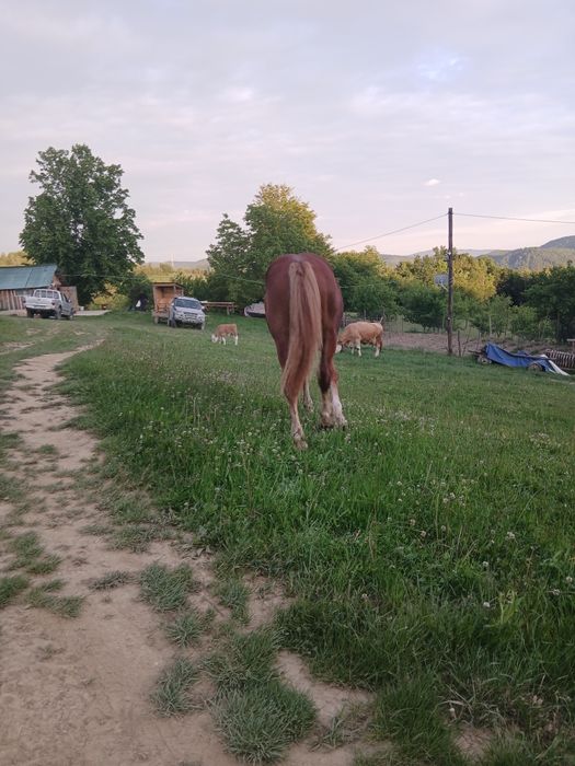 Manz  de 11 luni  vanzare