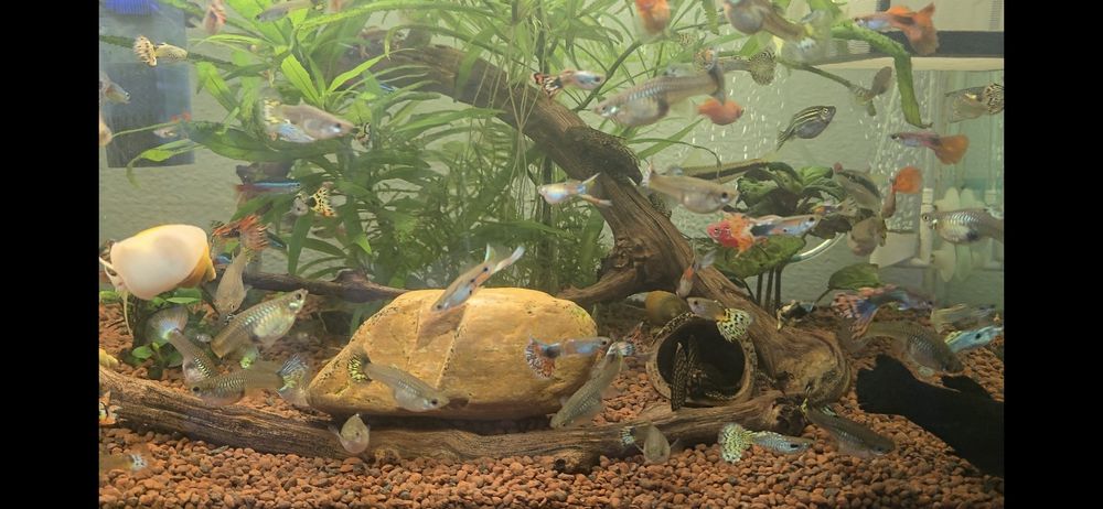 Acara blue electric ,gupy,plante,ancistrusi