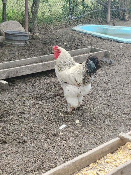 Vând mai mulți cocosi