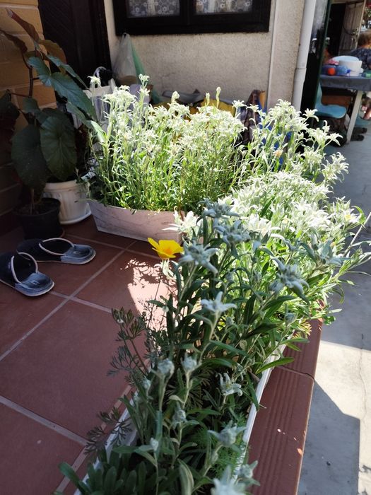 Отгледай своя Еделвайс! Кутийки със семена и инструкции.