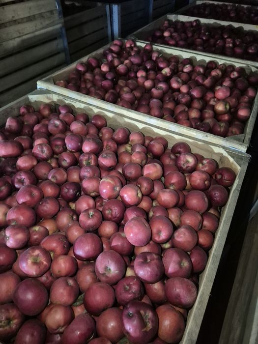 Mere de consum cantitati mari