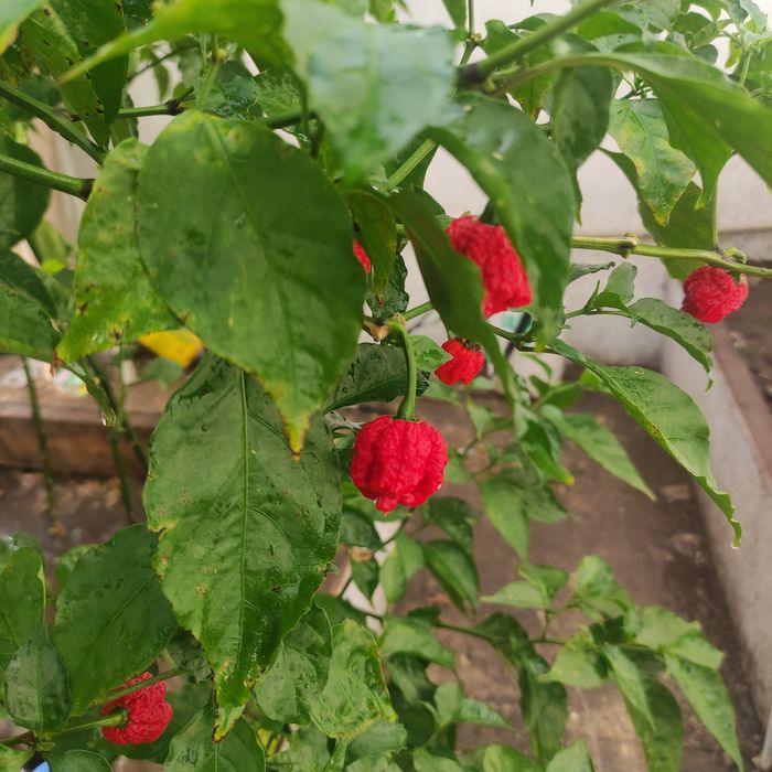 Продам самый острый перец Каролина рипер