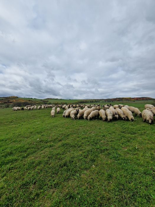 Vând oi breze și mixte!