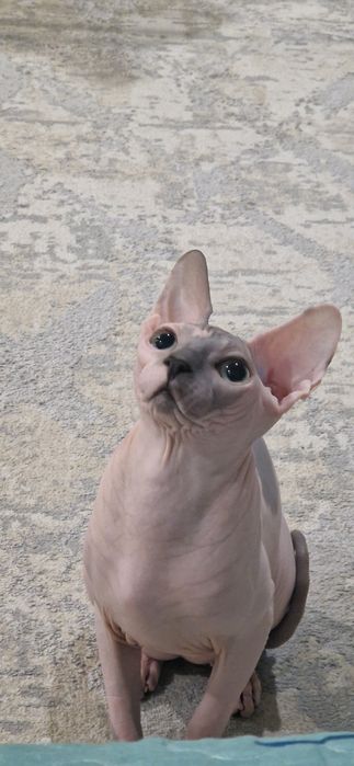 Кот сфинкс стерилизованный