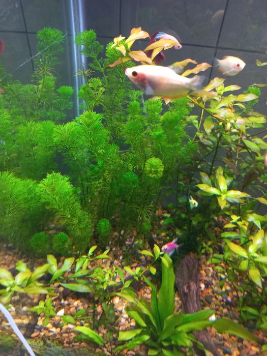 Аквариум хамда растения хизмати