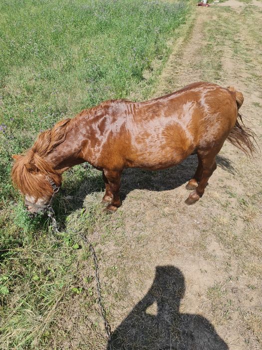 Vand/Schimb ponei talie mica