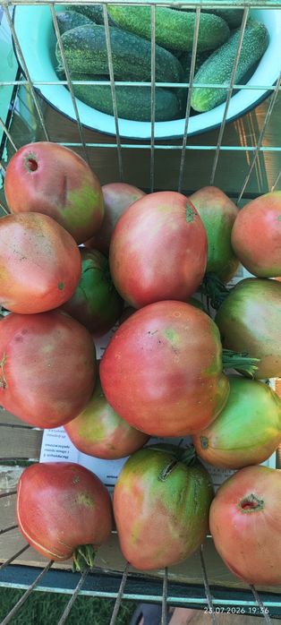 Продам помидоры дачные