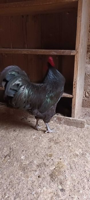 Vand oua de gaini australorp negre.