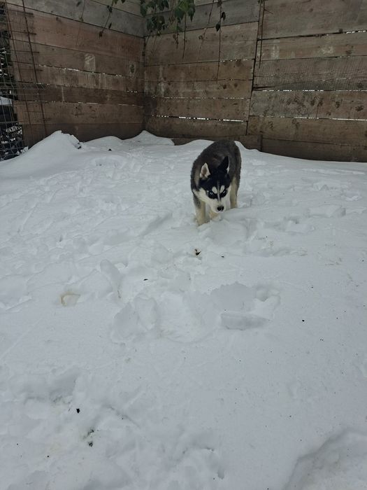 Mascul husky cu ochii albaștri