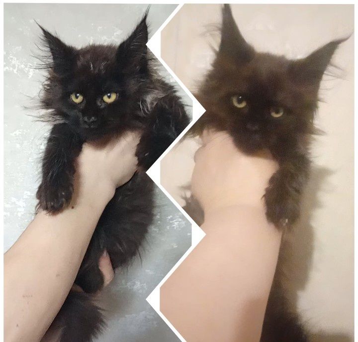 Девочки Мейн-Кун