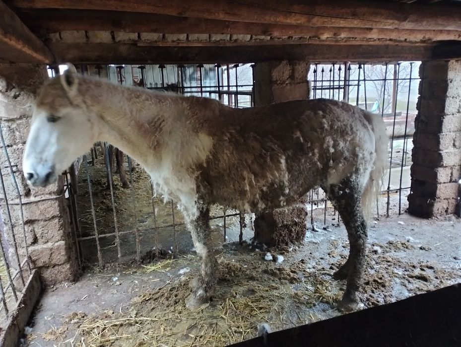 Буаз бие Багасы 750000