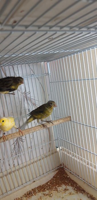 Кенаров отлично поют